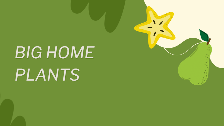 big home plants