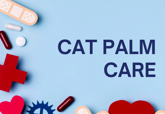 cat palm care