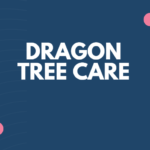 dragon tree care