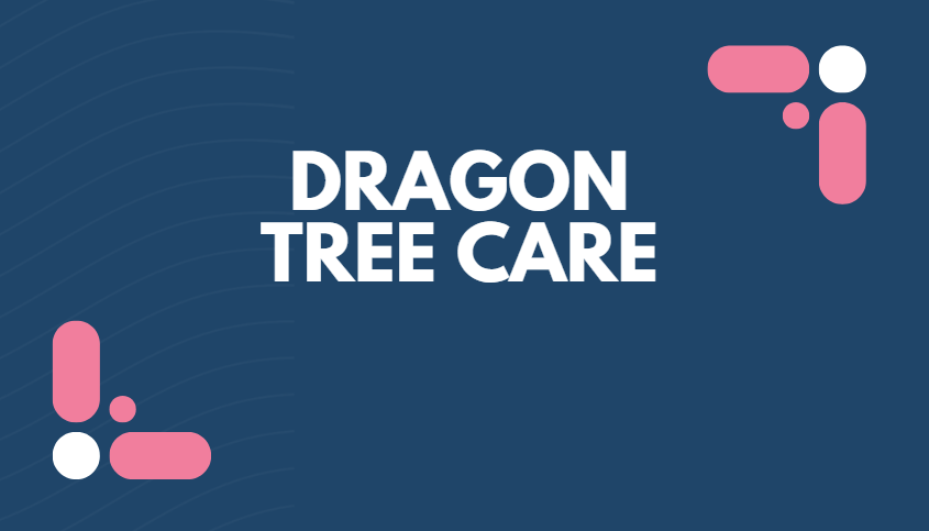 dragon tree care